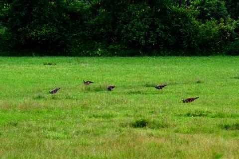 Birds in Goa - Download Goa Photos
